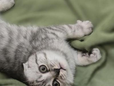 Lion - Scottish Fold - Gallery Photo #1