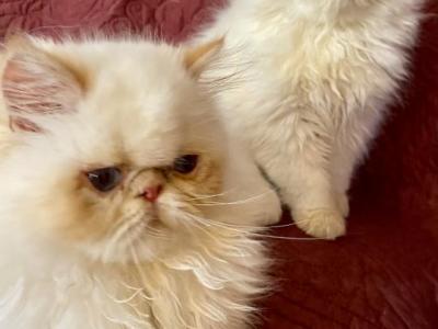 Marbellas Kitten - Himalayan - Gallery Photo #1
