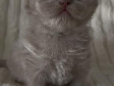 British Longhair Fawn Female - British Shorthair - Gallery Photo #1