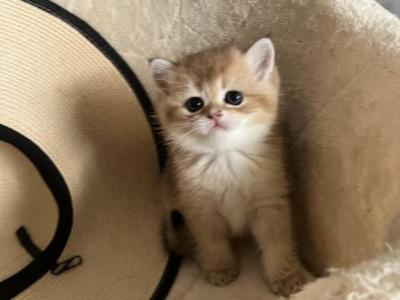 Oliver - British Shorthair - Gallery Photo #1