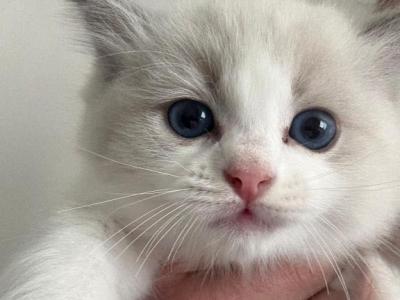 Luna Blue Bicolor Ragdoll Kitten - Ragdoll - Gallery Photo #1