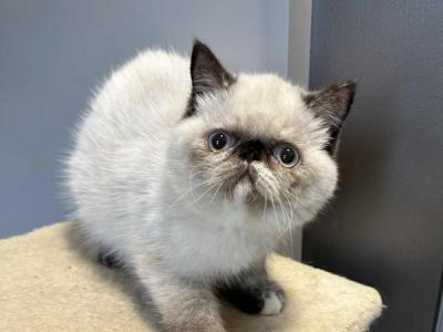 Seal Points Exotic Shorthair Female - Exotic - Gallery Photo #1