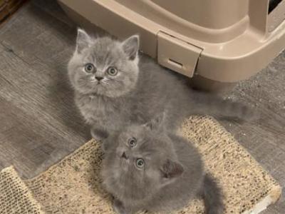 Blue - British Shorthair - Gallery Photo #1