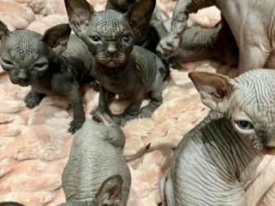 Ivankas First Litter - Sphynx - Gallery Photo #1
