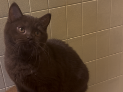 Browni - British Shorthair - Gallery Photo #1