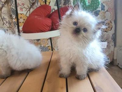 Didi - Ragdoll - Gallery Photo #1