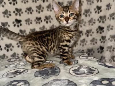 Bobbi The Bobtailed Bengal - Bengal - Gallery Photo #1