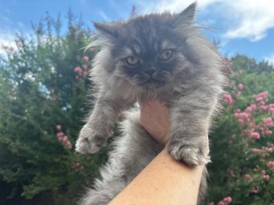 Meet Raven       High Silver Smoke Female Persian - Persian - Gallery Photo #1