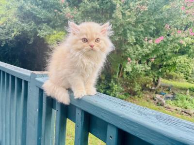 Jack       Male Red And White Tabby   Dollface - Persian - Gallery Photo #1