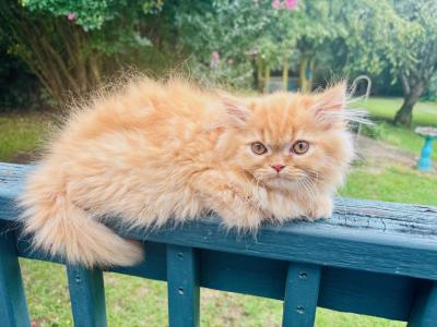 Meet Texas         Male Red Person - Persian - Gallery Photo #1