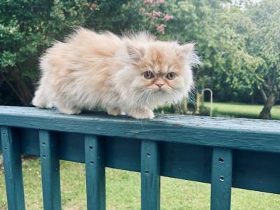 Cody     Red And Silver Smoke Male Persian - Persian - Gallery Photo #1