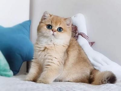 ALPHASTAR Cattery Llc - Scottish Fold - Gallery Photo #1