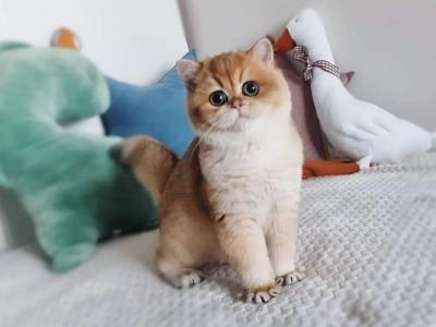 ALPHASTAR Cattery - Scottish Straight - Gallery Photo #1