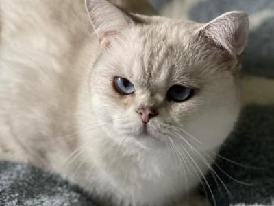 Raphael - British Shorthair - Gallery Photo #1