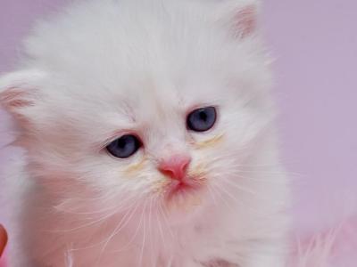 Claude The Cloud - Persian - Gallery Photo #1