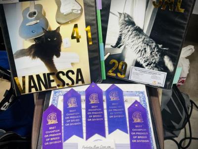 Stud Service - Maine Coon - Gallery Photo #1