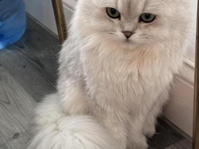 Breeding Services Scottish Fold - Scottish Fold - Gallery Photo #1