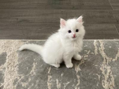 White Boy 1 - Ragdoll - Gallery Photo #1