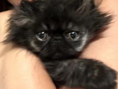 Black Smoke - Persian - Gallery Photo #1