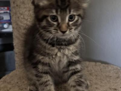 Harley - Maine Coon - Gallery Photo #1