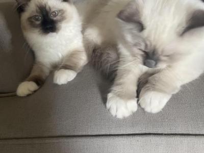 Billy - Ragdoll - Gallery Photo #1