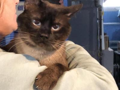 Atticus - Siamese - Gallery Photo #1