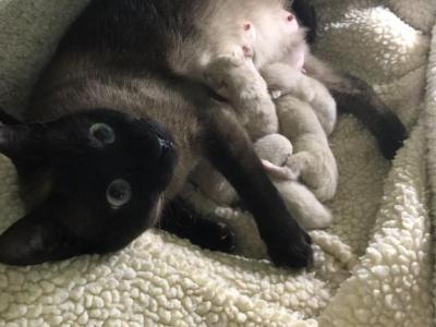 Willow - Siamese - Gallery Photo #1