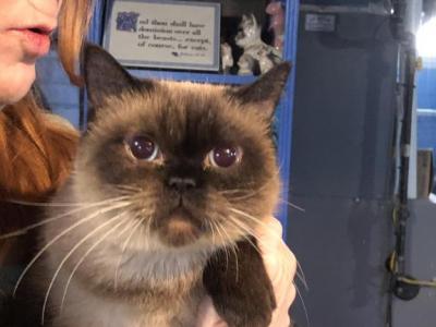 Rosalita - Siamese - Gallery Photo #1