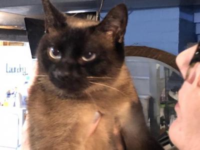 Jinx - Siamese - Gallery Photo #1