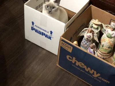 Beatrix - Siamese - Gallery Photo #1