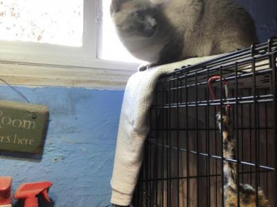 Izzabella - Siamese - Gallery Photo #1