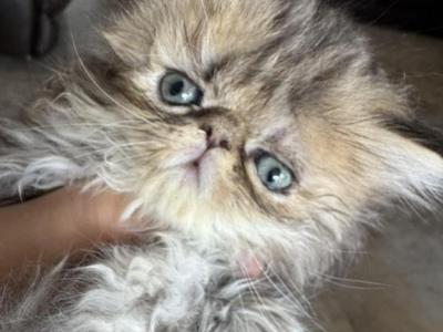 Celestial Lina - Persian - Gallery Photo #1