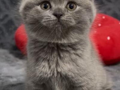 British SH Blue Female - British Shorthair - Gallery Photo #1