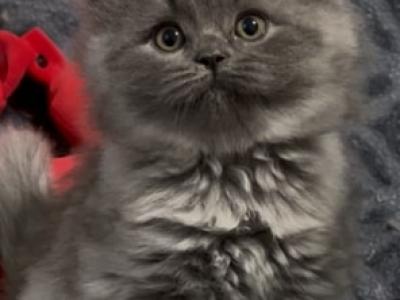 British LH Blue Smoke Female - British Shorthair - Gallery Photo #1