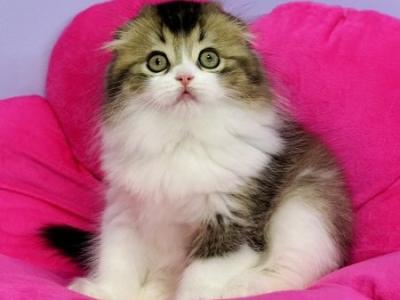 Ihor Scottish Fold Male Black Ticked Tabby Bicolo - Scottish Fold - Gallery Photo #1