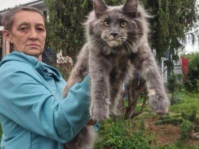 Puma 1 - Maine Coon - Gallery Photo #1