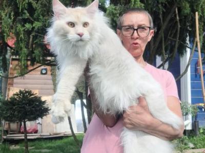 Zoltan Shaded Line - Maine Coon - Gallery Photo #1