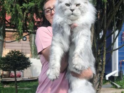 Zharden - Maine Coon - Gallery Photo #1
