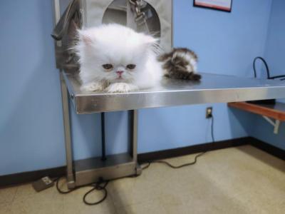 Zoe - Persian - Gallery Photo #1