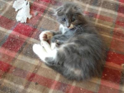 Scottish Fold Tort Female - Scottish Fold - Gallery Photo #1