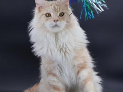 Ebony X Maverick - Maine Coon - Gallery Photo #1