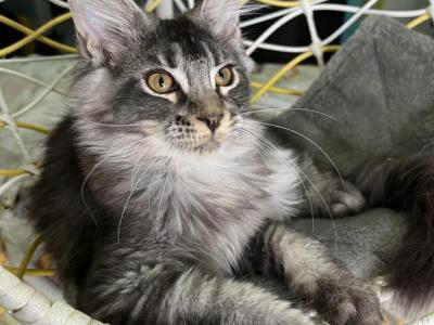 Teddy Biggest Of The Litter - Maine Coon - Gallery Photo #1