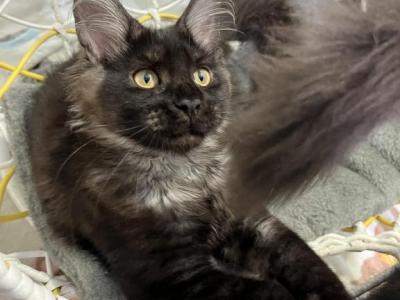 Black Smoke Female Shego - Maine Coon - Gallery Photo #1