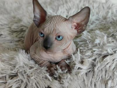 Persephone - Sphynx - Gallery Photo #1