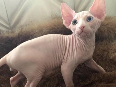 Pappy - Sphynx - Gallery Photo #1