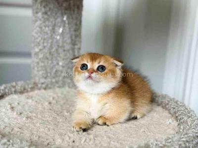 HTX Teacup Golden Scottish Kilt Munchkin Fold - Munchkin - Gallery Photo #1