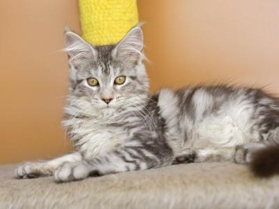 Girl Virginia Maine Coone Kitten - Maine Coon - Gallery Photo #1
