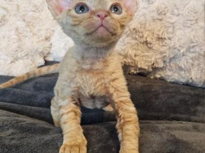 Devon Rex Boys TICA Breeding Rights - Devon Rex - Gallery Photo #1