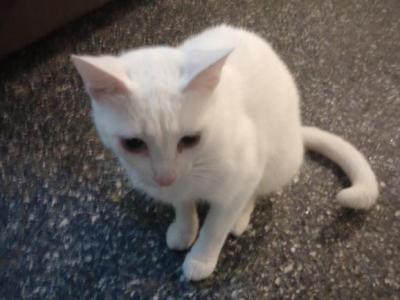 Free Spayed Blue Eyes Sabrina - Munchkin - Gallery Photo #1