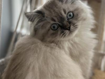 Samba - Himalayan - Gallery Photo #1